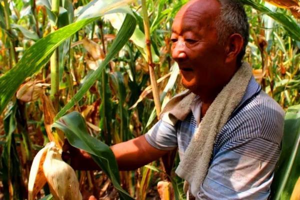 辛硫磷与吡虫啉拌豆种好吗 辛硫磷和吡虫啉的区别?