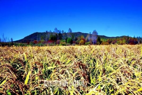 毒锌颗粒剂 辛硫磷颗粒剂