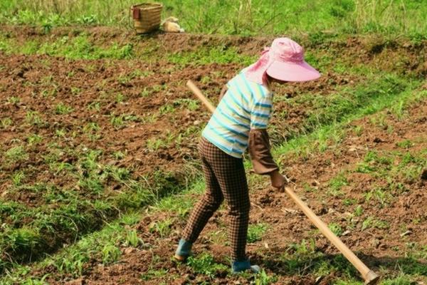 脱落酸 高温潮湿环境下脱落酸会分解如何提高抗逆性?