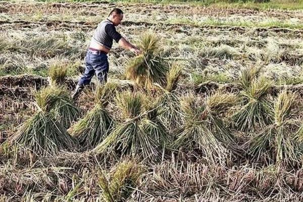 防落素和赤霉素混用 大棚番茄使用赤霉酸不结果什么办?