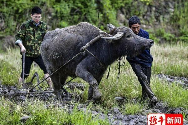吡虫啉啶虫脒与磷酸二氢钾 地虫脒和吡虫啉的区别?