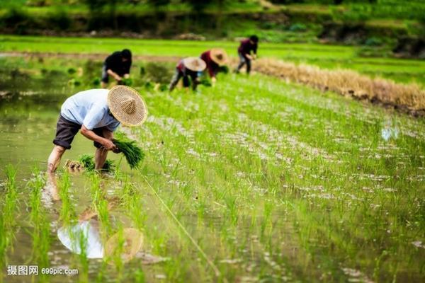 戊唑醇的功效与作用 肟菌戊唑醇的常用剂型