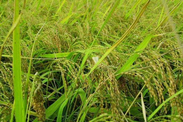 吡唑醚菌酯混配大全 丙环唑加吡唑醚菌酯的功效