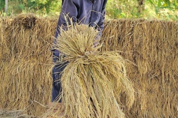 最好戊唑醇品牌和生产厂家 国内最好的戊唑醇