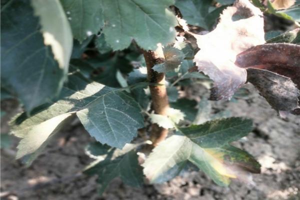 克菌丹戊唑醇复配:高效、安全的农业杀菌新选择