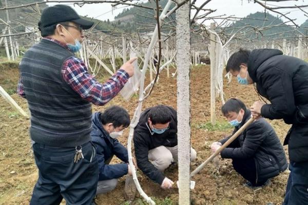 苜蓿的施肥策略：选择最佳肥料以提升产量与品质