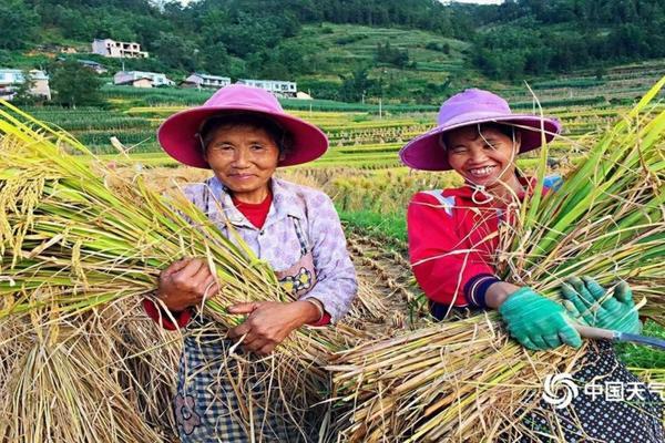 大白菜霜霉病的症状 白菜主要病害图及防治措施