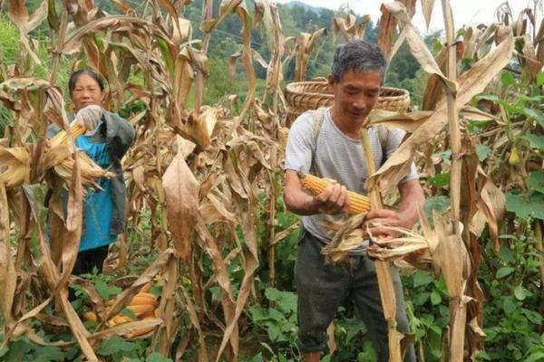 甲维毒死蜱的作用与功效：深入了解这一农药的特性与应用