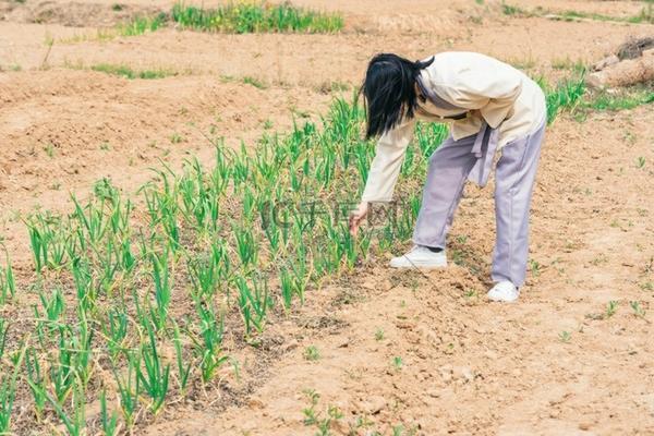 香菇的品种大全图解 蘑菇种类大全图片及名称