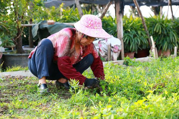 多肉喷多菌灵什么时间喷 多肉出黑斑病要换土吗？多菌灵喷多了会不会烂根？