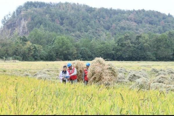 多菌灵使用次数与效果解析——如何确保作物健康生长