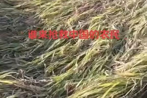 富贵竹怎么养才能更旺盛水培生根 富贵竹水养和土养哪个好