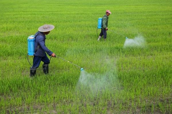 除草剂一亩一般多少克 一亩地最多能用多少玉米苗后除草剂?