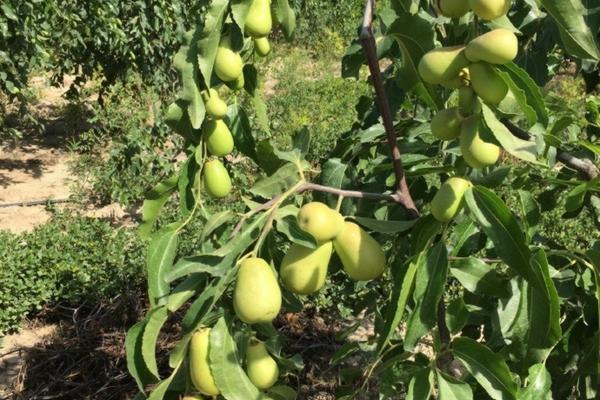 如何用其他方法代替多菌灵喷雾进行植物病害防治