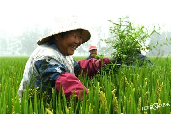 绵萆薢：中药的功效与作用解析