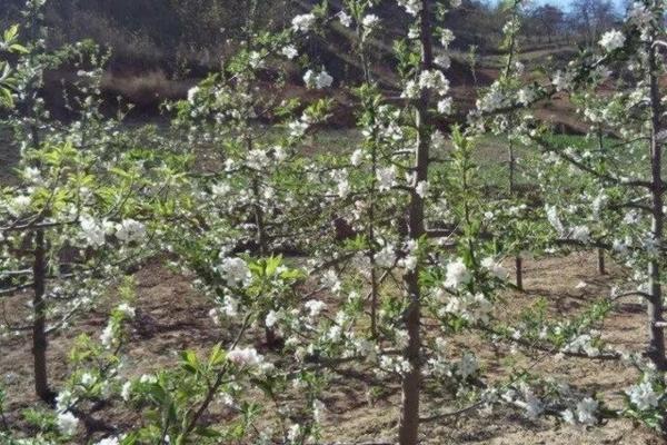 蒜清2号除草剂使用方法 大蒜刚栽上有点芽没盖上能化学除草吗？