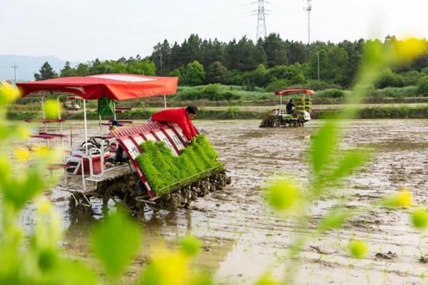 西瓜喷施磷酸二氢钾的用量 地膜种西瓜的施肥办法？