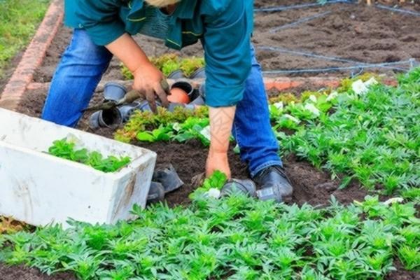 吡虫啉浓度高了怎么补救 吡虫啉对植物根系有药害吗