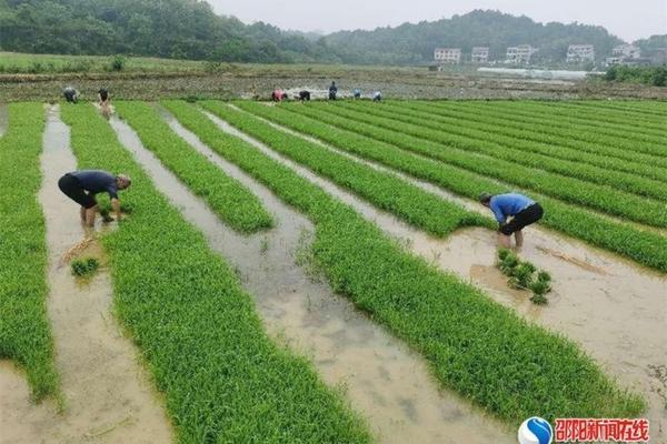 草铵膦含有百草枯成分吗 草甘膦和百草枯哪个毒