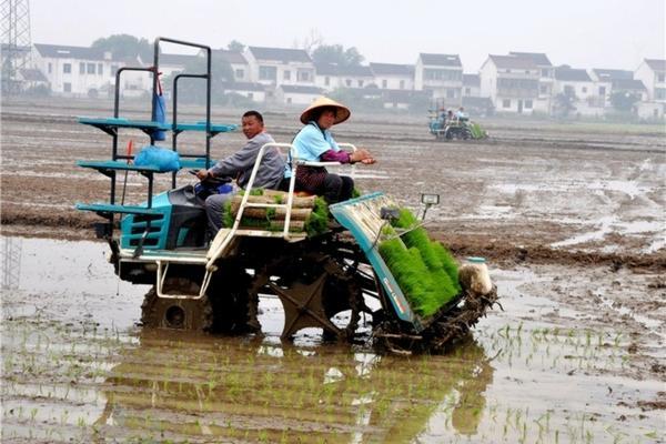 为什么枣树越打越结果子 枣树开花长小穗不结果是怎么回事？