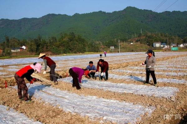 多菌灵对柑橘的作用和用途 柑橘褐斑病用什么杀菌剂好