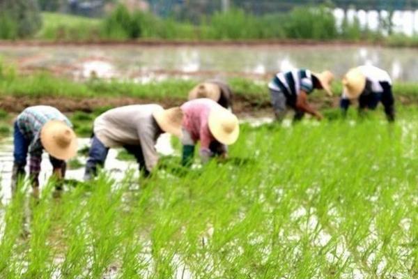 高效油菜田间除草剂的使用方法与注意事项