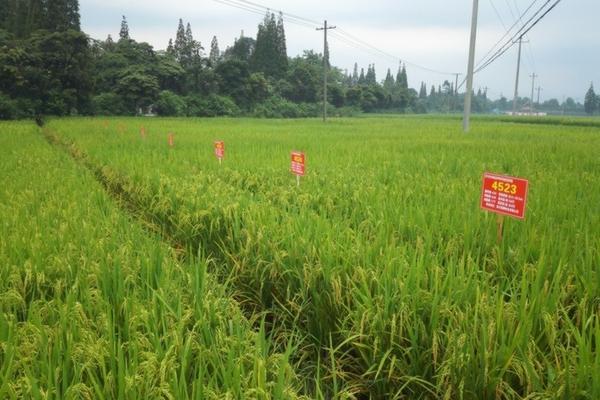 叶面肥与杀虫剂、杀菌剂混用的可行性及注意事项