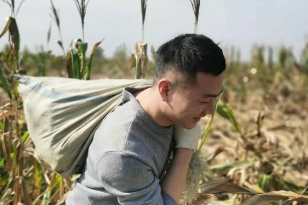 草甘膦打在黄豆上怎么办 黄豆地里的杂稻怎么除？