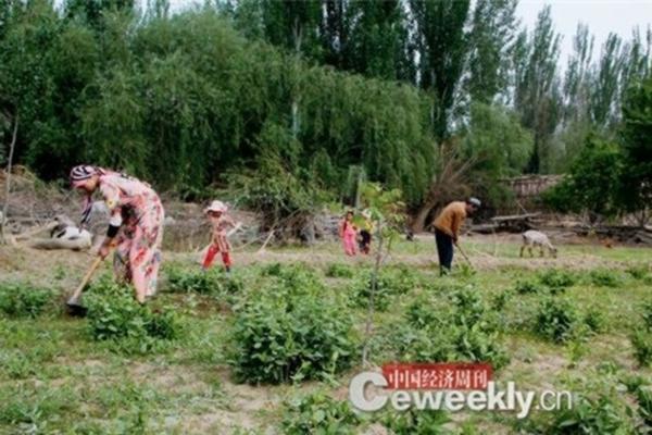 明日见柑橘种植管理技术 明日见栽种距离？