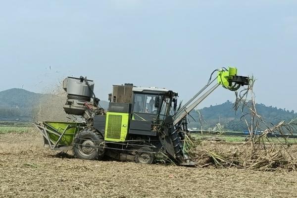 种植大葱高产的技术 种植大葱吗怎么施肥才能高产呢