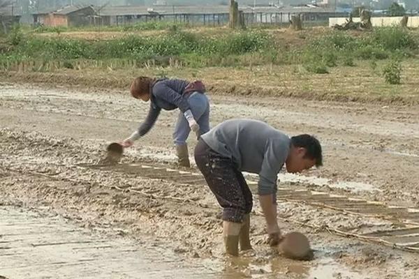 铁道两旁用什么除草剂 铁路一般用什么除草剂最好呢，杀根的？