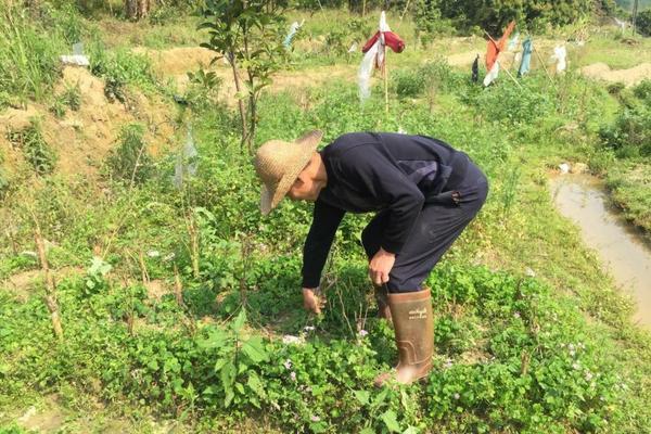 阿司匹林和多菌灵能一起用吗 生根粉和多菌灵能不能混合使用