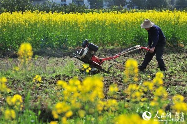 戊唑醇能包衣大豆种子吗 戊唑醇与其他三唑类杀菌剂的区别