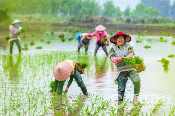 第一个喝百草枯的人 百草枯唯一的解药是什么图片