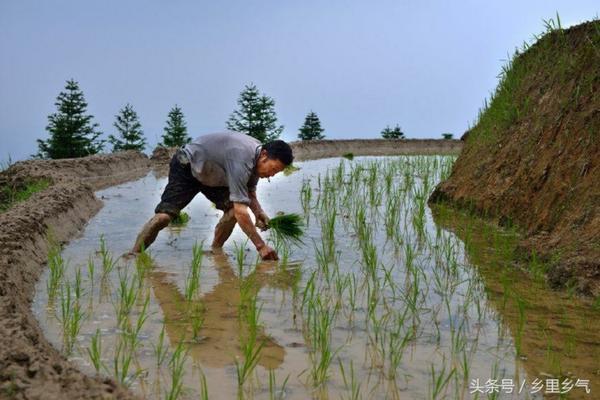 噻苯隆和氯吡脲哪个膨大效果好 14羟基噻苯隆的作用与用法