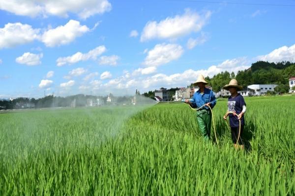 除草剂打过多久可浇水 除草剂打多少天可以浇地？