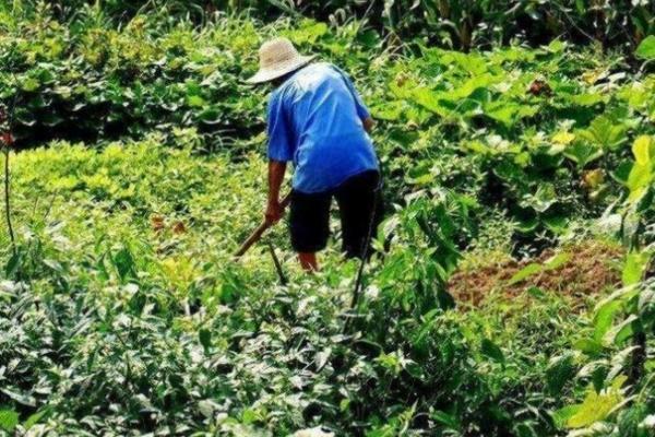 花生高产的种植方法 花生种植技术与管理