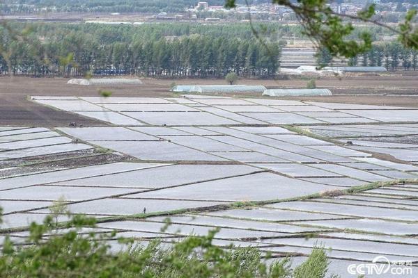 除蚂蚁最有效方法 对宠物无害 家里有蚂蚁但是有宠物怎么办？