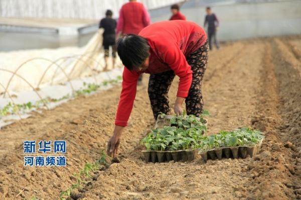 多菌灵毒害分析：了解其影响及风险控制