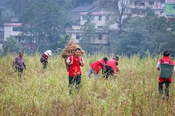 青菜跳跳虫不用农药怎么杀 去菜地摘菜最火的歌？