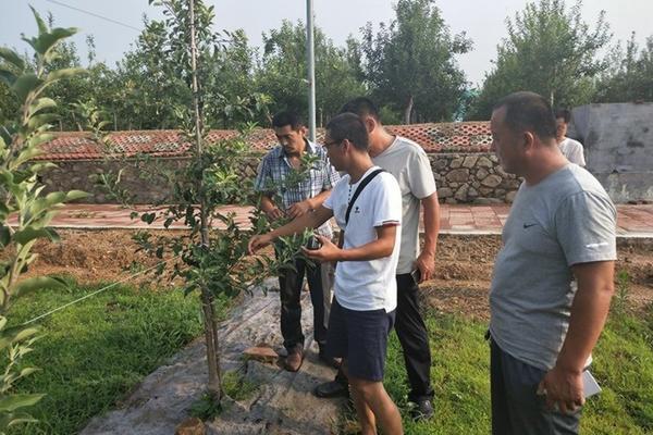 果树花粉授粉器怎么用 车厘子人工怎么授粉？