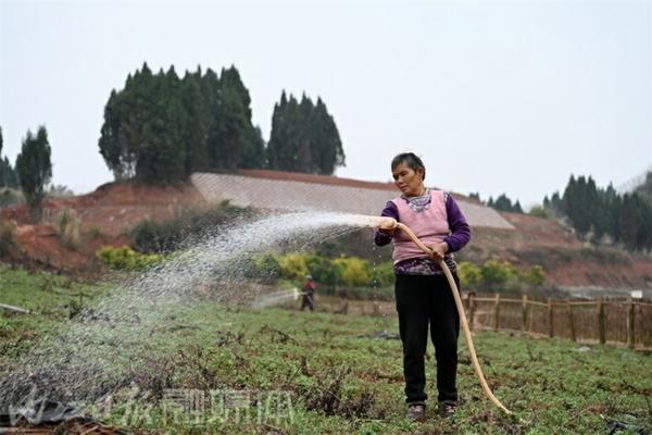 黄芪苗用什么除草剂好 常见的三棱类的杂草？