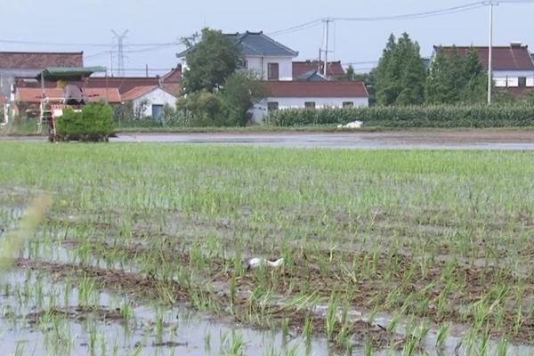 多肉植物黄丽 黄丽多肉怎样爆侧芽？