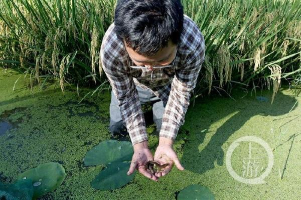 大蒜高效种植技术与管理策略