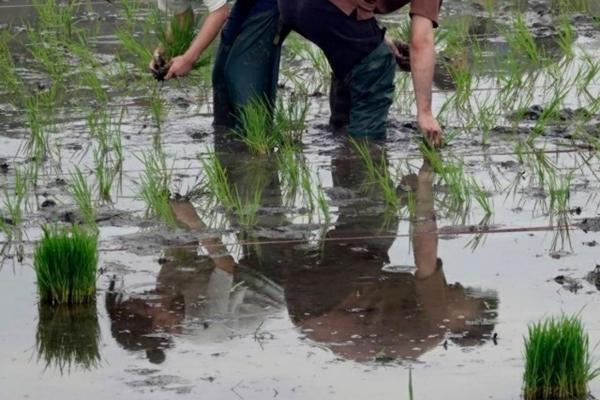 辣椒怎么种植方法 辣椒怎么种植才能高产