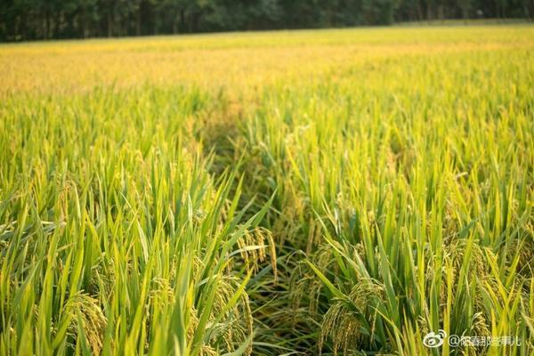 果树授粉器 苹果人工授粉用什么工具？