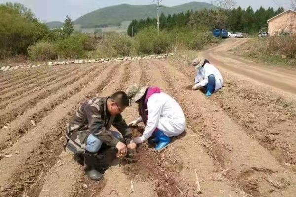 先正达大蒜拌种剂 自配小麦拌种剂需要哪些药