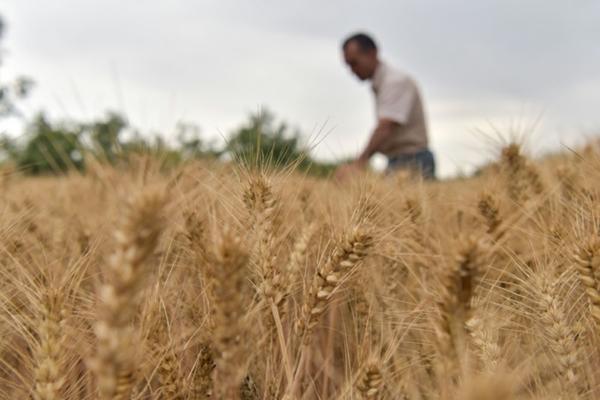 探索新一代生态环保解决方案——苏云金杆菌杀菌剂的应用与优势