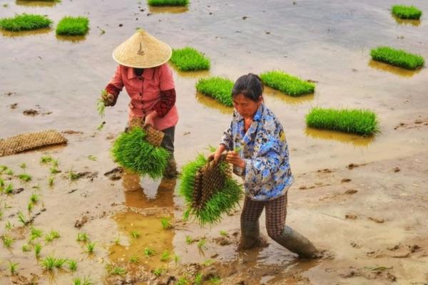 百菌清能与磷酸二氢钾混用吗 多菌灵和百菌清哪个可以拌土