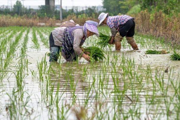 魔芋用除草剂好吗 魔芋一年可以打几次除草剂？